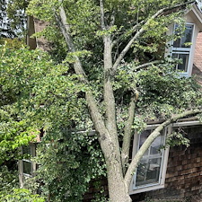 Storm-Damaged-Tree-Removal-in-Centreville-MD 1